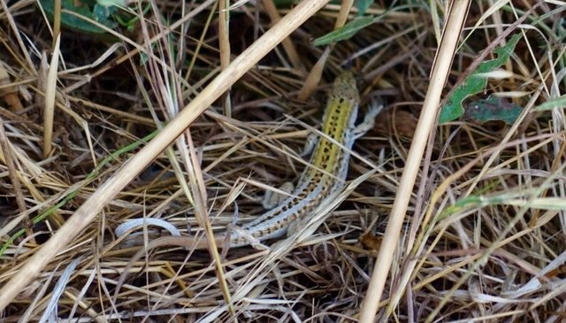 Cute beach lizard