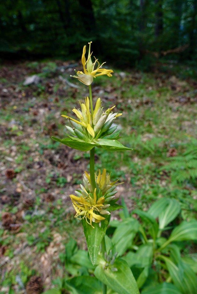 Strange flower