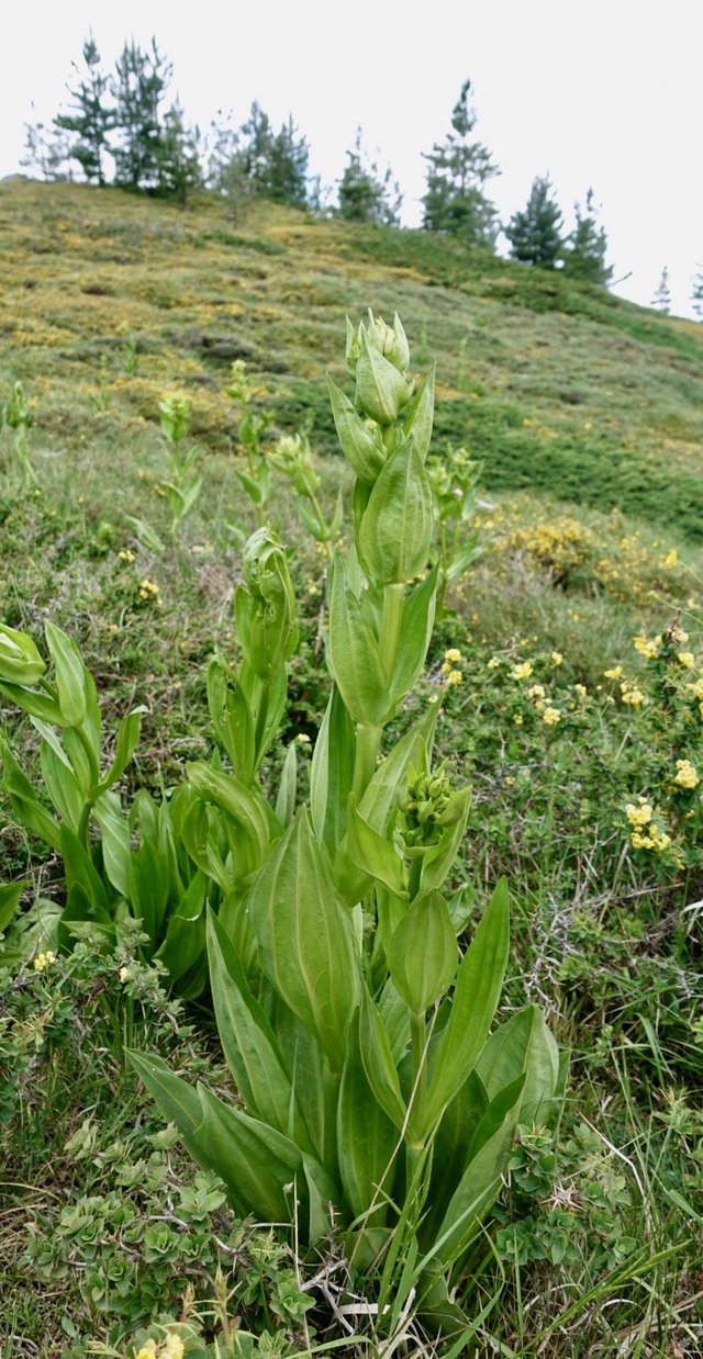 A corn lily like thing