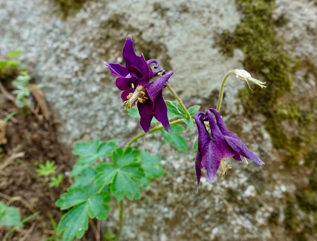 Purple columbine