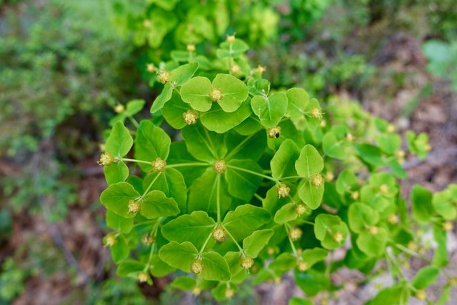 Euphorbia inflorescence