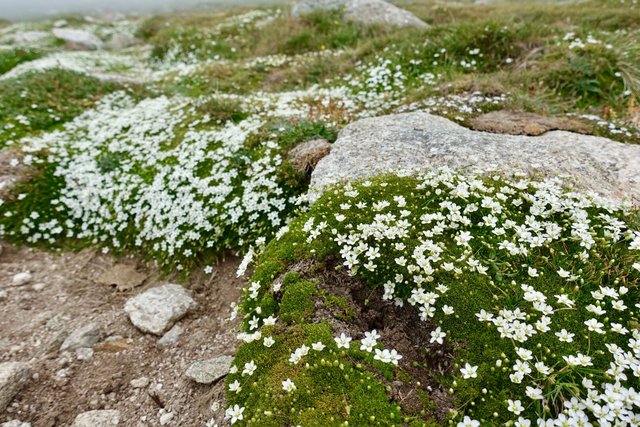 Flowering cushion plant