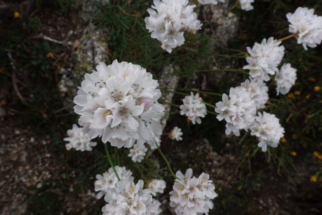 Pompon flower