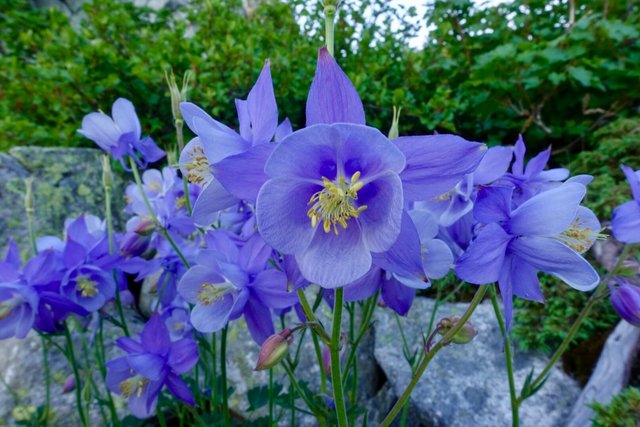 Exuberant columbine