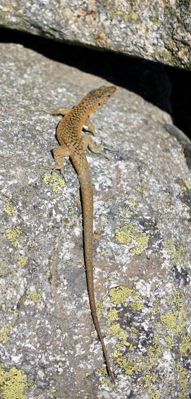 Super long tailed lizard