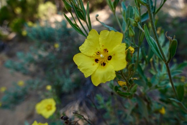 Cistus along the trail