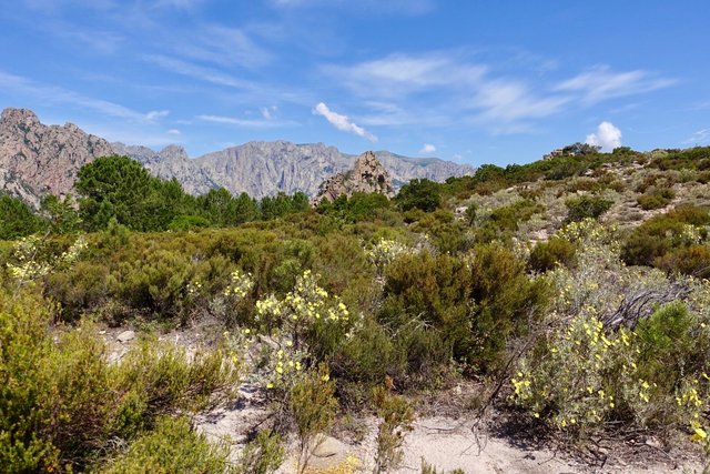 Maquis vegetation