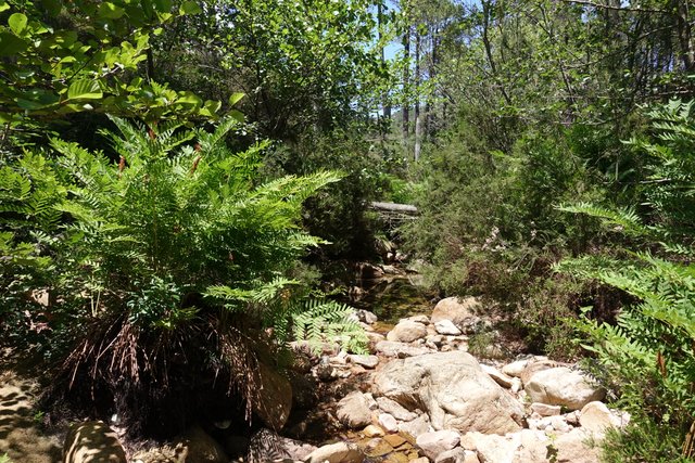 Giant ferns on the 'river'