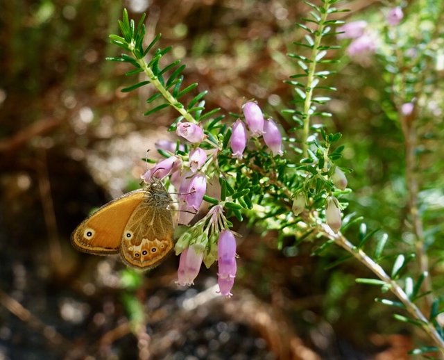 Butterfly on heather