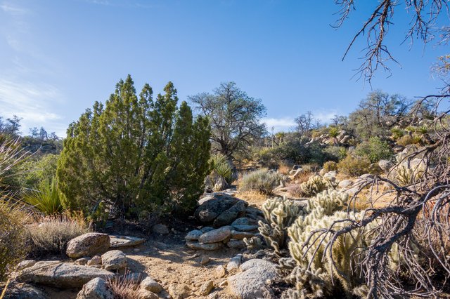 Pinyon and Juniper and Cholla