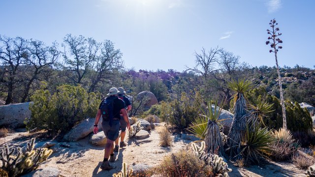 Desert woodland