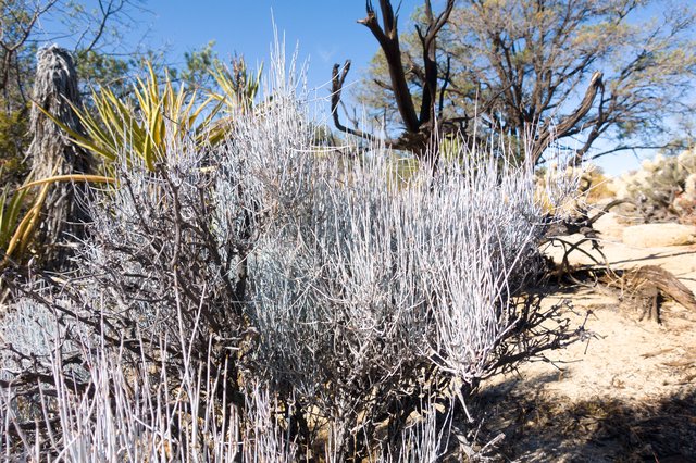 Gray ephedra