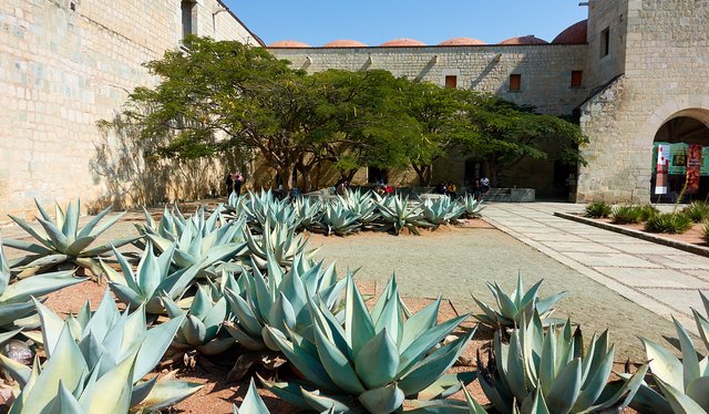 Agave and poinciana