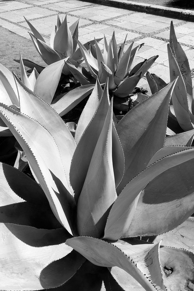 Agave in B&W