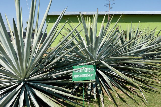 Agaves (cuishe)