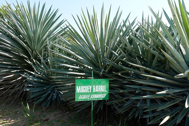 Agave karwinskii (barril)