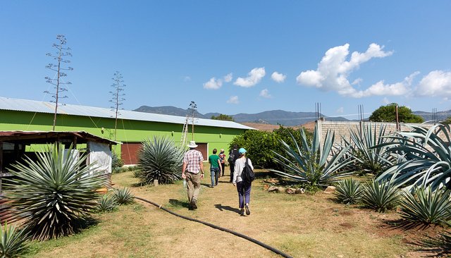 Mezcaleria tour