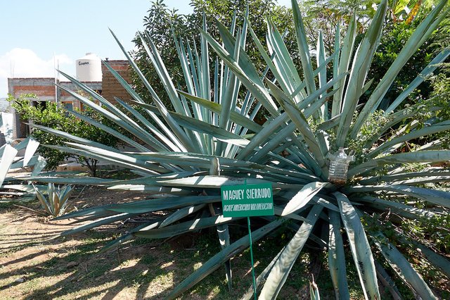 Agave sierrudo