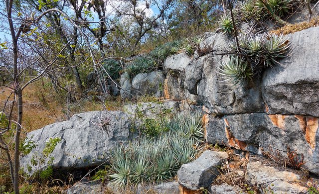 Limestone and bromeliads