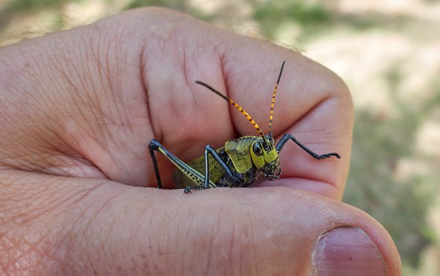 Grasshoppers are in season (and tasty)