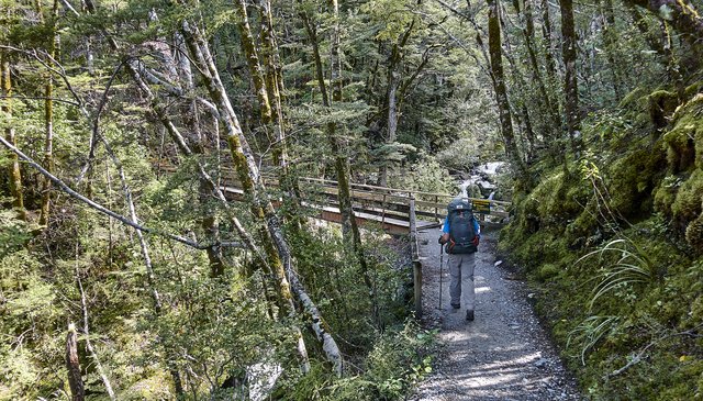 Beech forest