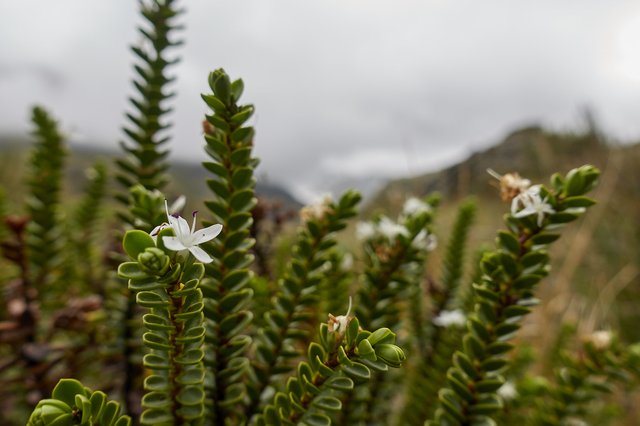 Alpine hebe