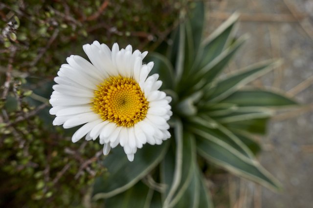 Mountain Daisy