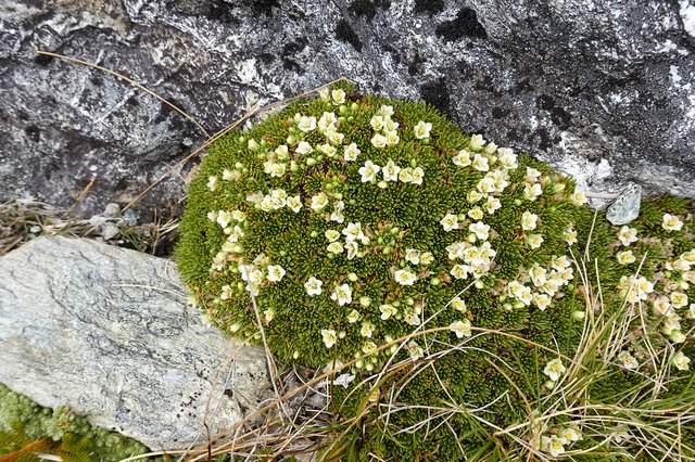 Cushion plant, from above