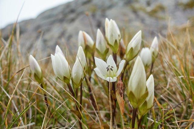 Gentian