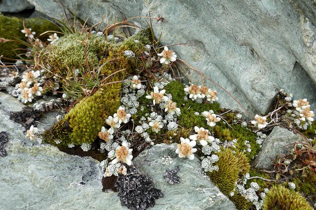 NZ edelweiss