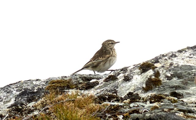 Bird, strutting