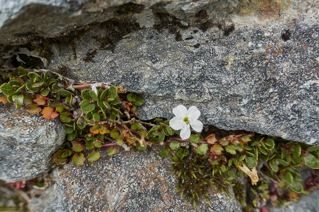 Hiding in the cracks