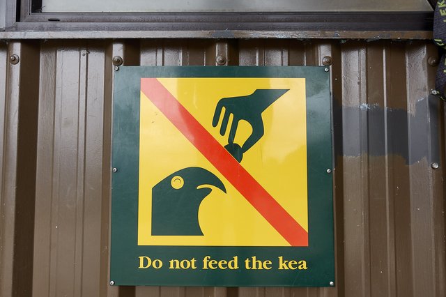 Do not feed the kea