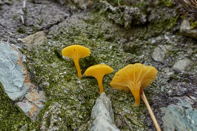 Fungus among us