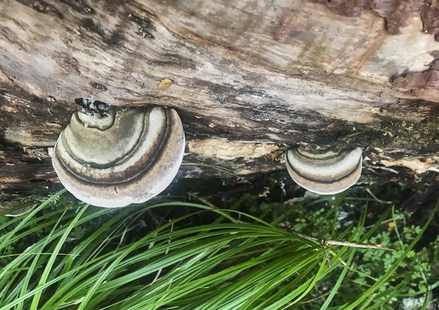 Shelf fungus