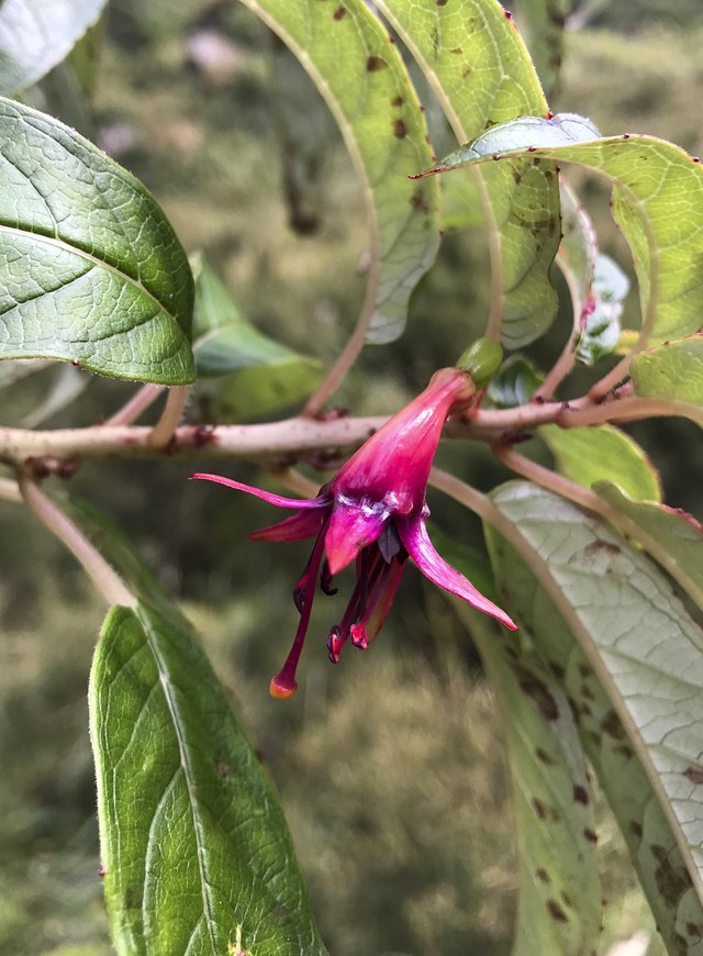 Tree fucshia flower, one of very few