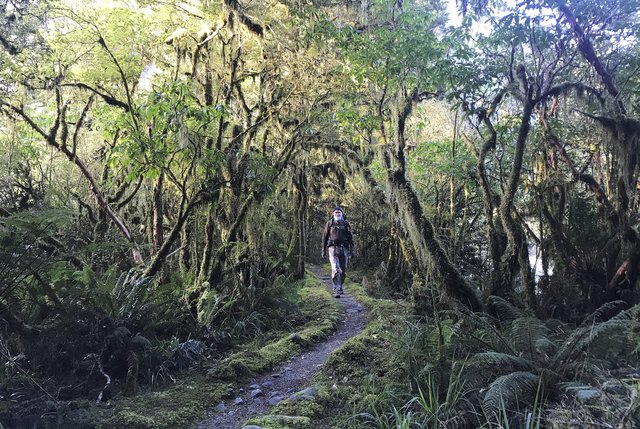 Mossy forest near Mackay Falls