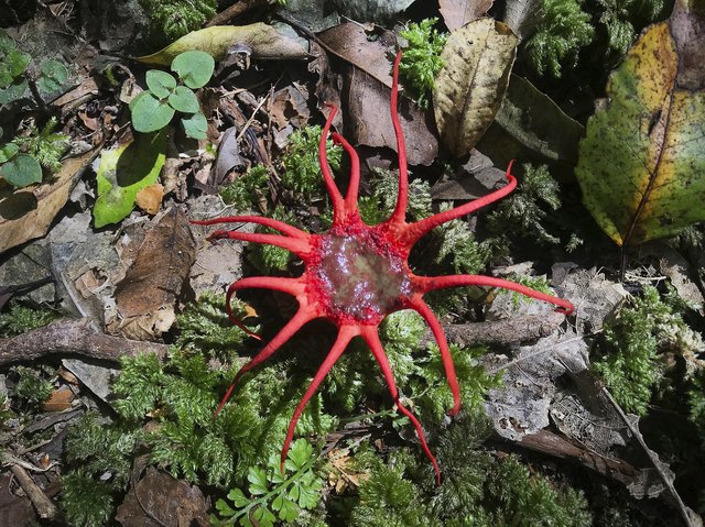 Stinkhorn fungus