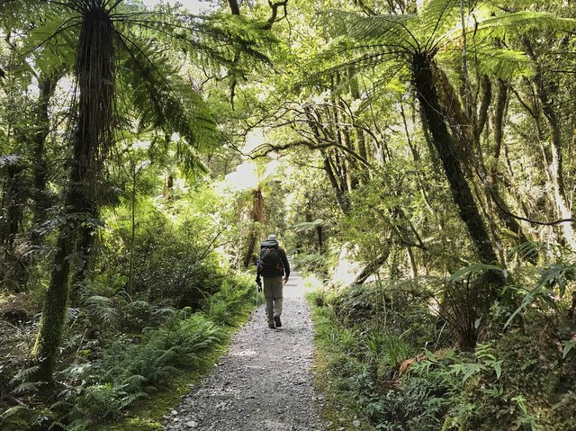 Tree fern walking