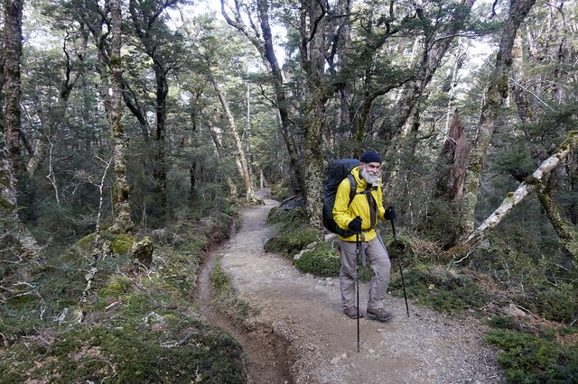 Beech forest