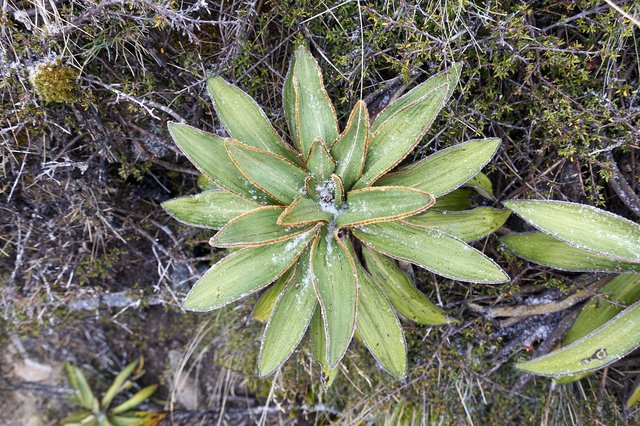 Alpine daisy