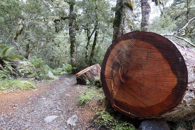 Inside the beech tree