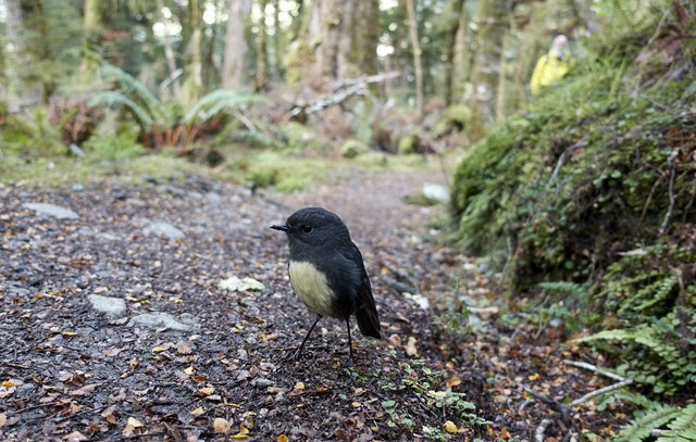 Robin, posing