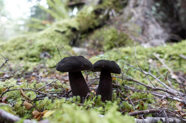 Black mushroom, creepy