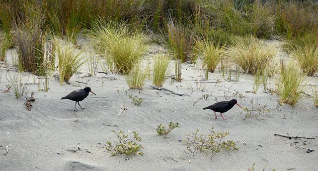 Shorebirds