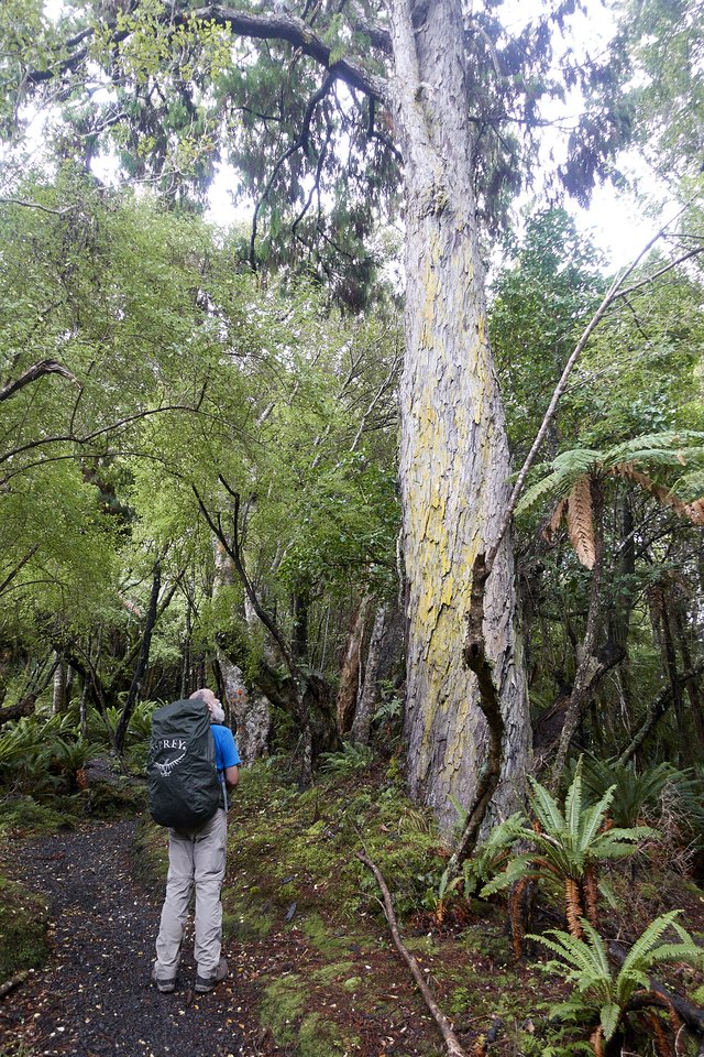 Big, big native tree