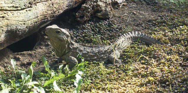 Henry the tuatara