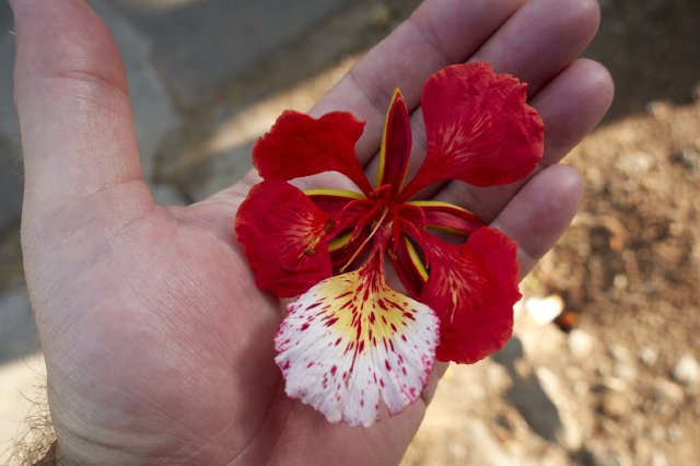 Poinciana flower