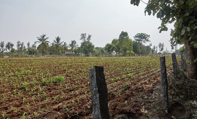 Next to the cornfield