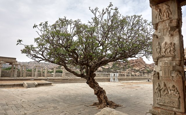 Plumeria tree at Vittala temple